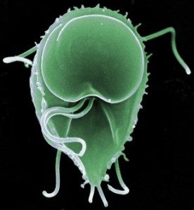 giardia_lamblia