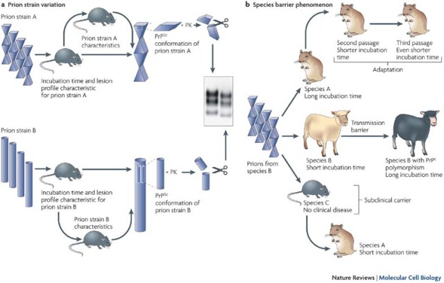 Prions, mutant proteins, have devastating effects on the brain and could be the cause of a future zombie outbreak.