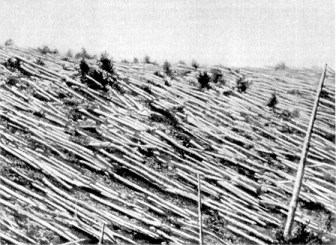 The Tunguska event was an enormously powerful explosion that leveled 80 million trees in an area about 830 square miles.