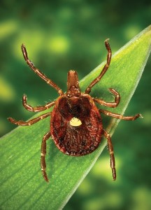 2006 Dr. Amanda Loftis, Dr. William Nicholson, Dr. Will Reeves, Dr. Chris Paddock This photograph depicted a dorsal view of a female "lone star tick", Amblyomma americanum. An Ixodes or "hard" tick, A. americanum is found through the southeast and south-central states, and has been shown to transmit the spirochete, Borrelia lonestari, the pathogen responsible for causing a Lyme disease-like rash known as "Southern tick-associated rash illness" (STARI). Representatives from all three of its life stages aggressively bite people in the southern U.S.  Research indicates that live spirochetes are observed in only 1-3% of specimens. Note the characteristic “lone star” marking located centrally on its dorsal surface, at the distal tip of its scutum. A. americanum ticks are found through the southeast and south-central states. Their life cycle and ecologic requirements are similar to Ixodes ticks with minor exceptions not described here. All three life stages of A. americanum aggressively bite people in the southern U.S. Research indicates that live spirochetes are observed in only 1-3% of A. americanum.Even though spirochetes have been seen in A. americanum  ticks by microscopy, attempts to culture it in the laboratory have consistently failed. Modified BSK (Barbour-Stoenner-Kelly) is the best medium for cultivating the Lyme disease spirochete, B. burgdorferi, but is apparently not suitable for cultivating the spirochete found in A. americanum. However, a spirochete has been detected in A. americanum by DNA analysis, and was given the name Borrelia lonestari.